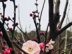 -雨花胜境