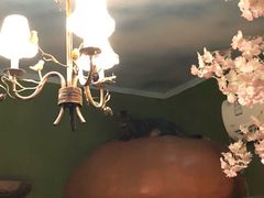 -猫猫幼稚园·撸猫·桌游·电玩