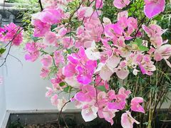 -深圳国际园林花卉博览园