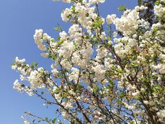 -天适樱花悠乐园