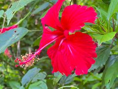 -西双版纳原始森林公园