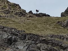 -新疆天山野生动物园