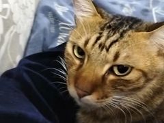 -博特宠物医院24h犬猫全科.骨科·异宠