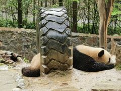-都江堰中华大熊猫苑