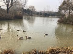 -西安浐灞国家湿地公园