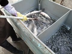 -姥家大锅台水库渔家