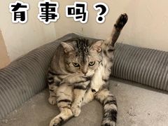 -猫友咖啡店(玉林西路店)