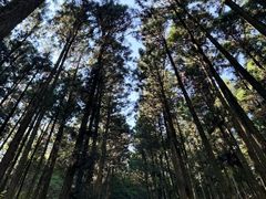 -上色见熊野座神社
