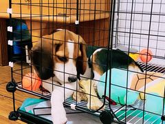 -爱侣宠医·鹦鹉专科·小型哺乳类·异宠专科(灵石路店)