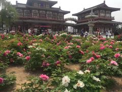 -西安青龙寺遗址景区
