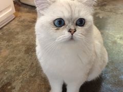 -喵屿·大理花园猫咖