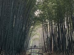 -同里国家湿地公园