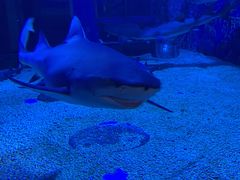 -成都浩海立方海洋公园