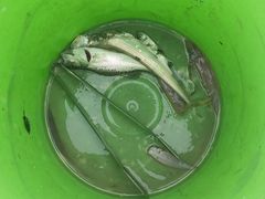 -奉贤海滩