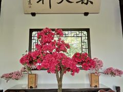 -上海醉白池公园