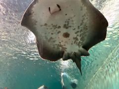 -上海海洋水族馆