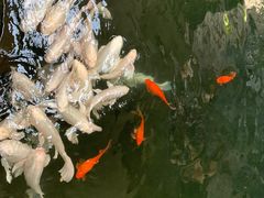 -南宫五洲植物乐园