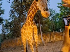 -清迈夜间动物园