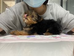 -伟伟宠物医院·CT影像中心·瑞派犬猫综合性门诊(汉口总院)