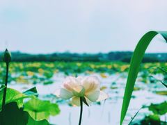 -荷塘月色湿地公园·向阳花洲