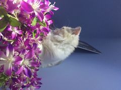 iphone_upload_pic-喵的天空名猫咖啡馆·撸猫·猫舍·用品