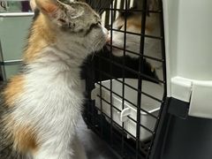-动物缘宠物医院·骨科·猫科(西二环店)