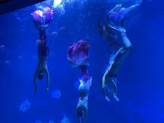 -烟台海昌鲸鲨海洋公园