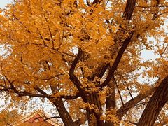 -遵化市禅林寺古银杏风景园