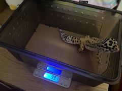 -酷以爬仙阁实体爬宠店·守宫·蜥蜴·专业繁育