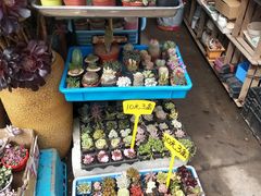 -平吉花卉市场