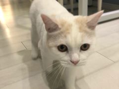 -喵的天空名猫咖啡馆·撸猫·猫舍·用品