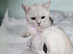 -达爱动物医院·犬猫分区·CT·复杂眼科(远洋山水分院)