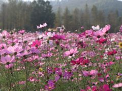 -径山花海