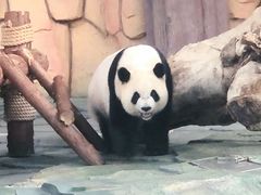 -泉州海丝野生动物世界