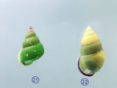 -青岛贝壳博物馆
