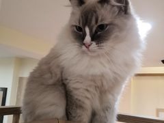 -滚猫咖啡·猫咖·猫友好撸猫(未来城店)
