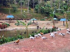 -泉州海丝野生动物世界