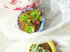-双季花艺园艺市场(浦东店)