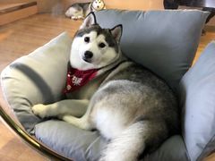 -Husky Go! 哈士奇体验馆·宠物咖啡厅狗咖