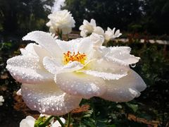 -人民公园(罗湖区)