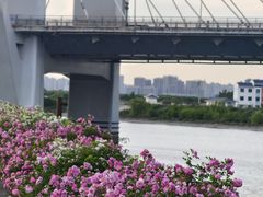 -合肥滨湖国家森林公园