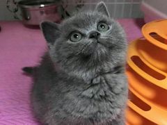 -东方名猫馆·英短金渐层布偶猫舍(环线广场1号楼店)