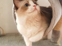 -老吴的猫·猫舍(新区店)
