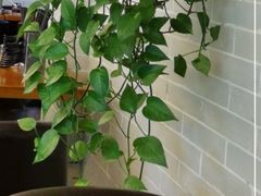 -如意馄饨(太平北路店)