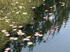-白洋淀景区