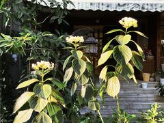 -谷咖啡·鲜花绿植花园餐厅