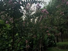 -陈家山荷花公园