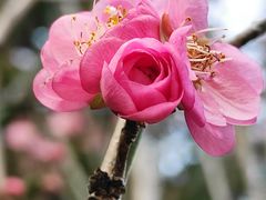 -桃花涧