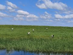 -盐城丹顶鹤湿地生态旅游区