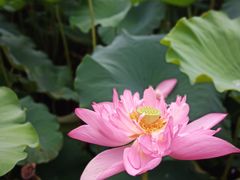 -黄兴公园